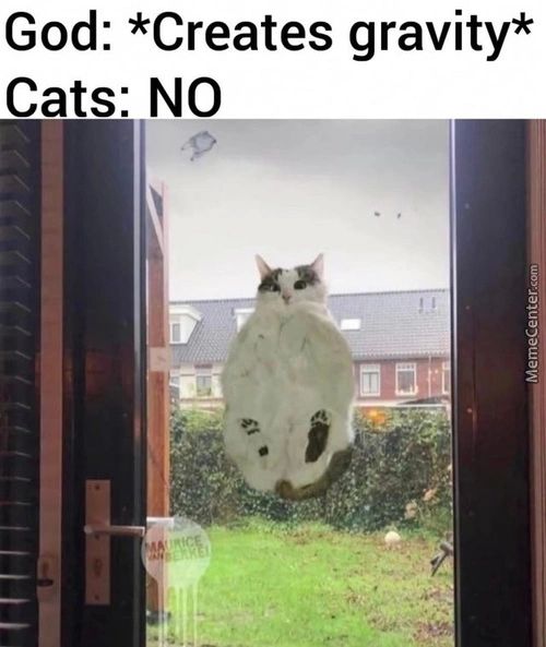 God: *Creates Gravity*
Cats: NO
