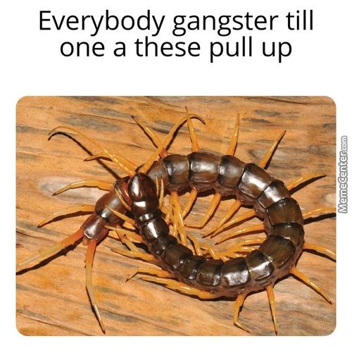 Everybody Gangster Till
One A These Pull Up
